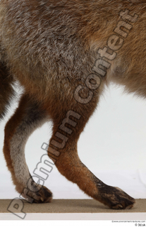 Red fox leg 0001.jpg
